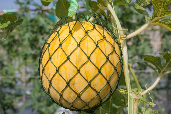 Wassermelone und Blätter im Garten — Stockfoto