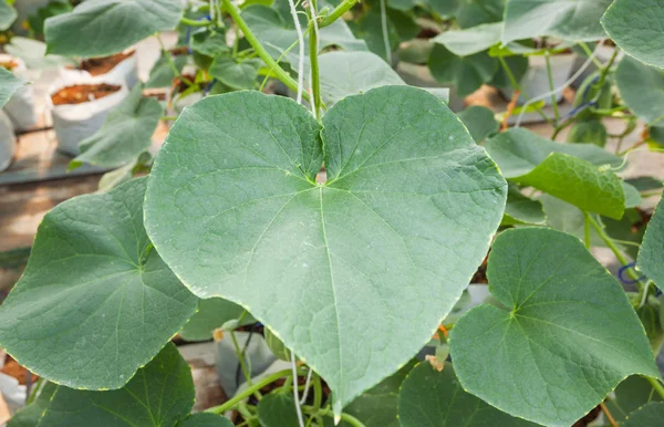 黄瓜叶绿色的植物 — 图库照片