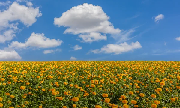 Marigold flower field — Stock Photo, Image