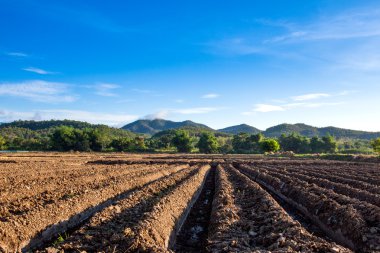 dikim kırpma sebze hazırlamak.