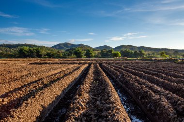 dikim kırpma sebze hazırlamak.