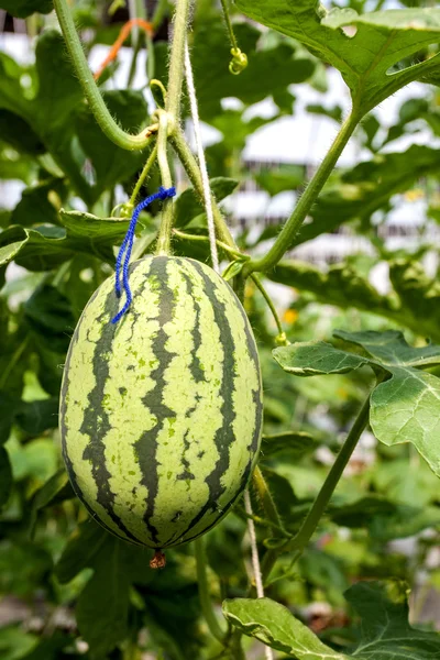 Vattenmelon — Stockfoto