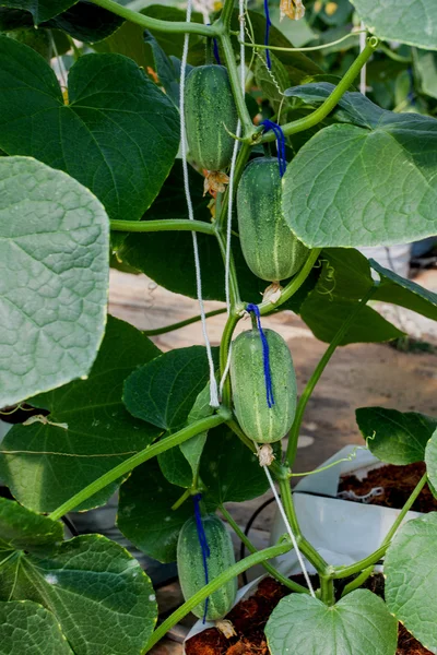 Fältet gurka i växthus — Stockfoto