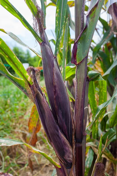 Il mais verde violaceo in fotmat verticale — Foto Stock