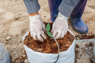 iki el nakli coco turba üzerinde yeşil salatalık