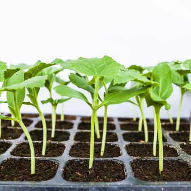 kavun içinde tepsi genç fidan.