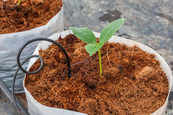 Green cucuber plant sowing on coco peat — Stock Photo, Image