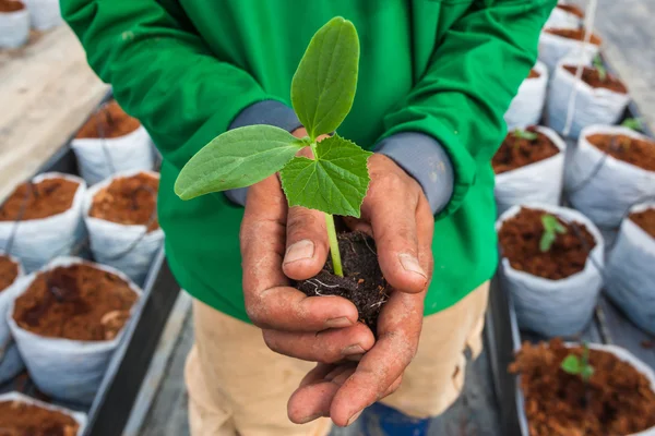 Cucumber seedling on hand farmer — Stock Photo, Image