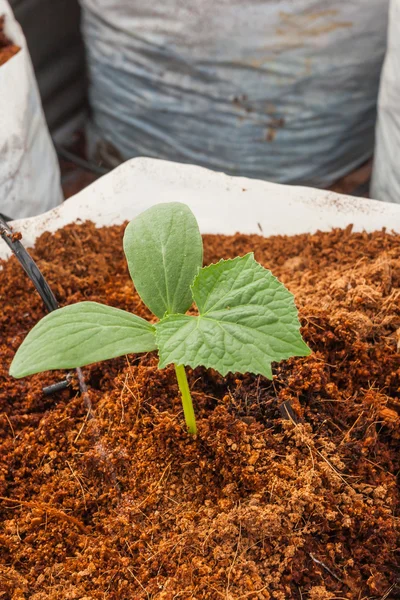 Green cucuber plant sowing on coco peat — Stock Photo, Image