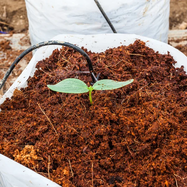 Groene komkommer plant zaaien op kokos — Stockfoto