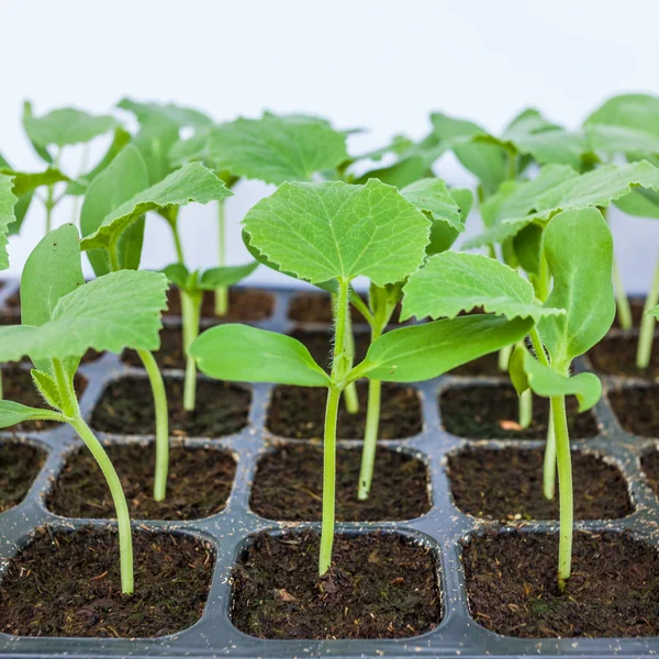 Young seedlings of melon in tray. — Stock Photo, Image