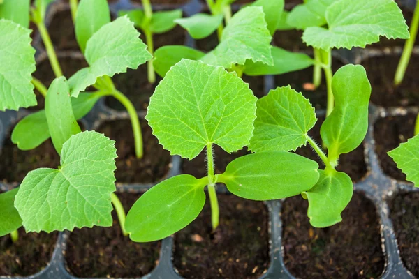 Plántulas jóvenes de melón en bandeja . — Foto de Stock