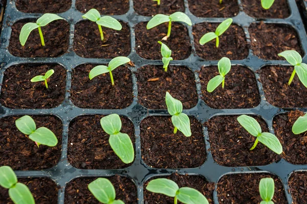 Young seedlings of melon in tray. — Stock Photo, Image