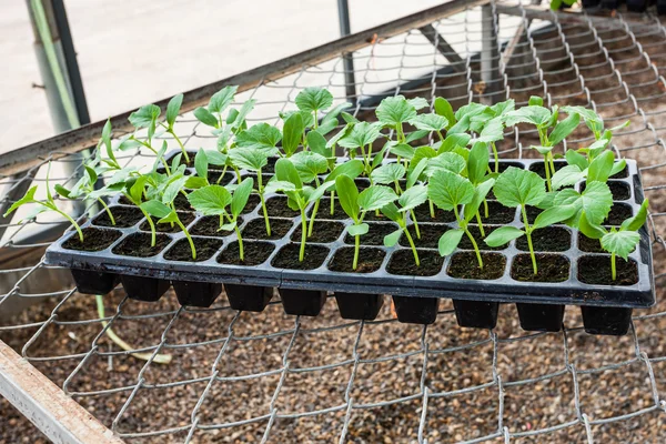 Young seedlings of melon in tray. — Stock Photo, Image