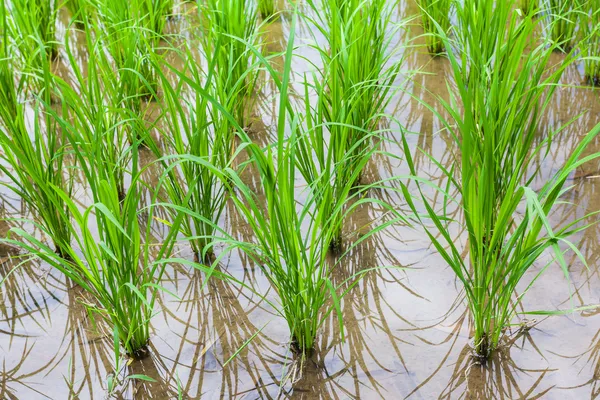 Veduta del giovane germoglio di riso pronto a crescere nella risaia — Foto Stock