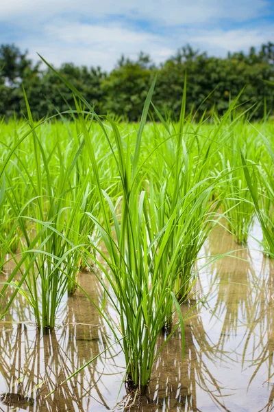 田んぼの中で育つ若い米の芽の眺め — ストック写真