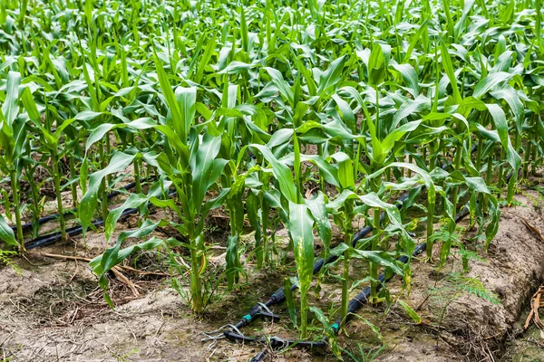 Campo di mais verde — Foto Stock