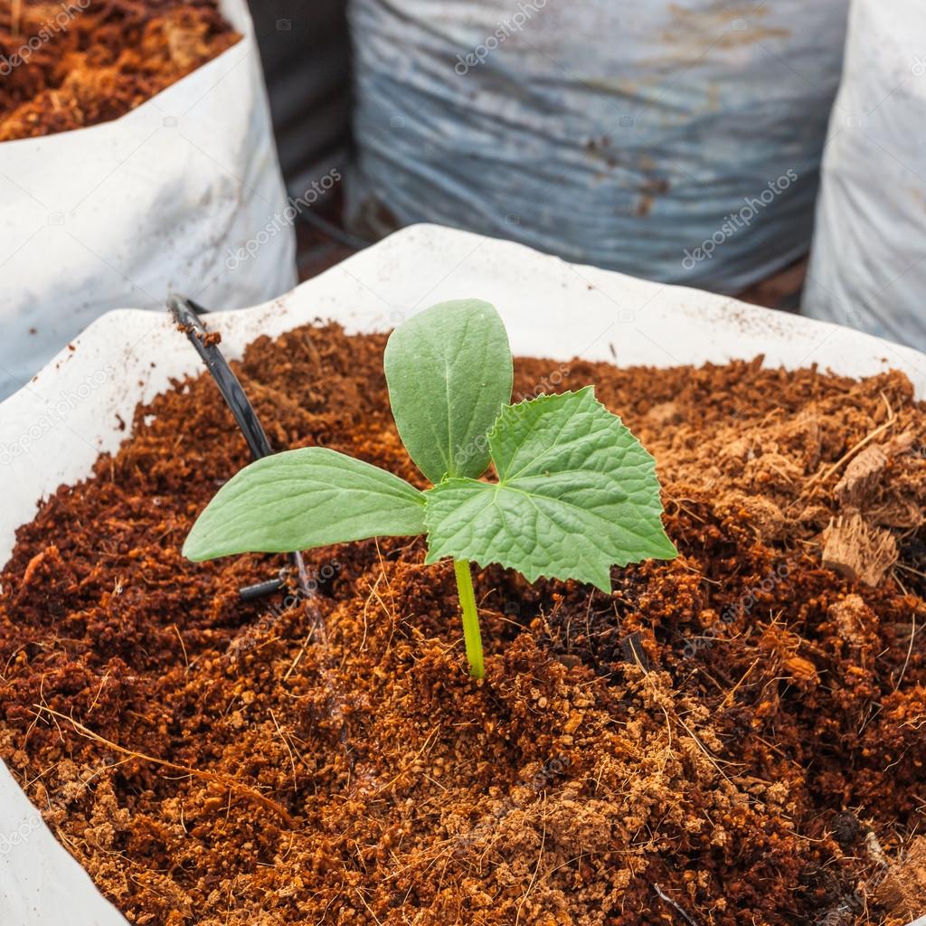 Green cucumber plant sowing on coco peat