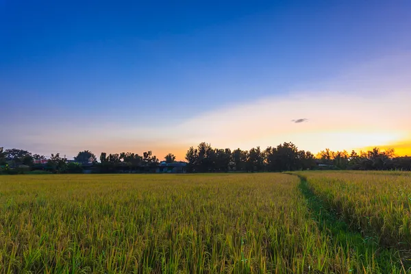 Vista sulla piantagione del campo di risaie all'alba della sera — Foto Stock