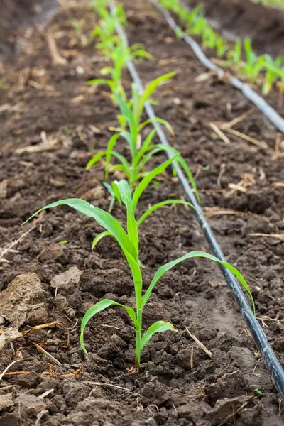 Maisfeld wächst mit Tropfbewässerungssystem. — Stockfoto