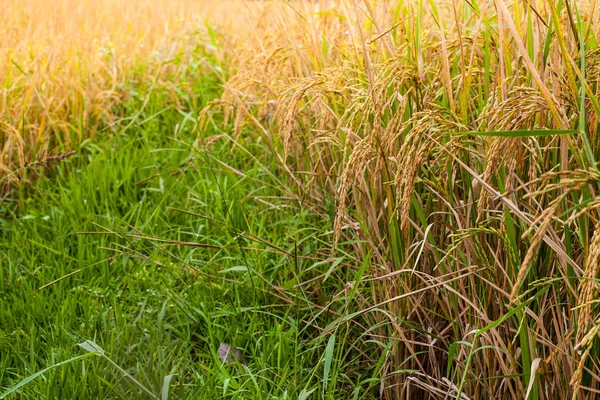 O arroz está à espera da colheita. — Fotografia de Stock