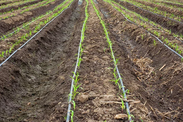 Campo de maíz que crece con sistema de riego por goteo . — Foto de Stock