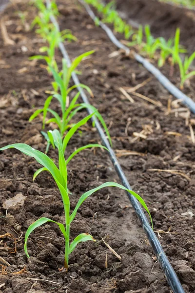 Maisfeld wächst mit Tropfbewässerungssystem. — Stockfoto