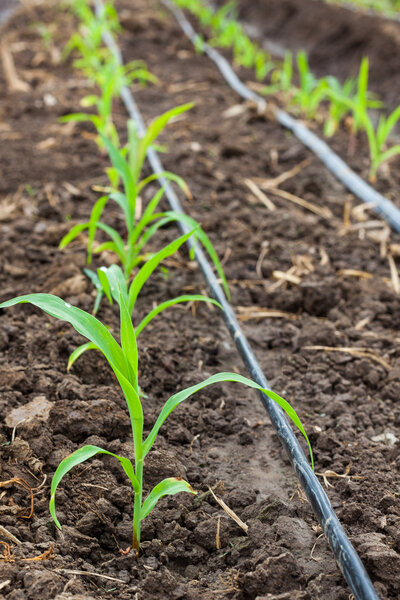 Corn field growing with drip irrigation system.