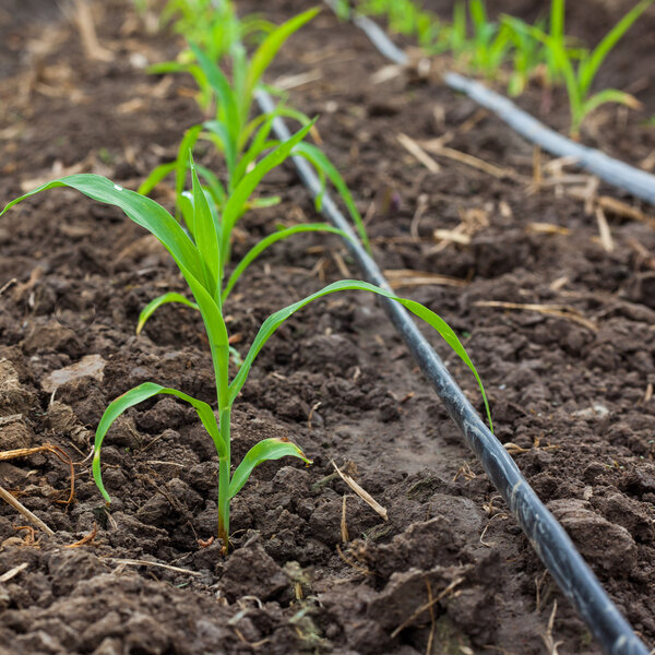 Corn field growing with drip irrigation system.