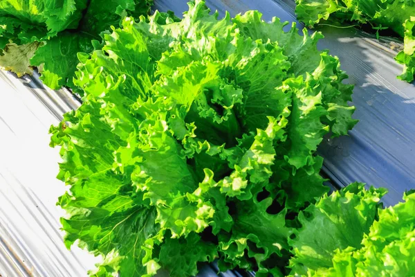 Green lettuce on field — Stock Photo, Image