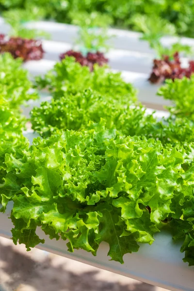 Čerstvý zelený hlávkový salát pěstovaný v hydroponických systémech — Stock fotografie