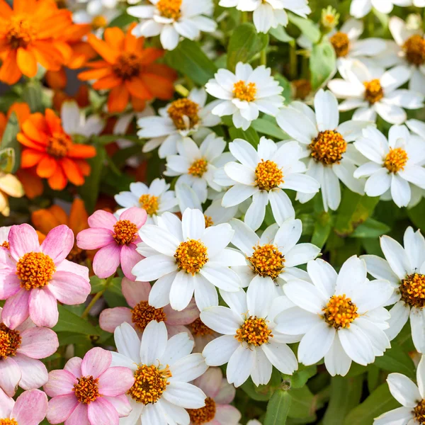 Schöne weiße schmalblättrige Zinnie oder klassische Zinnia-Blüten, bac — Stockfoto