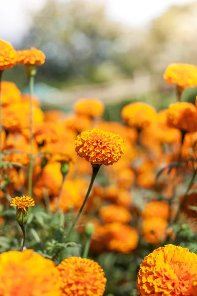 Flor de caléndula y sol — Foto de Stock