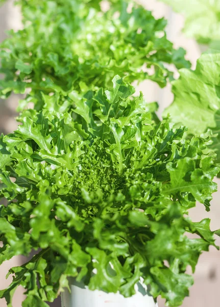Свежий зеленый салат, выращиваемый в гидропонной системе — стоковое фото