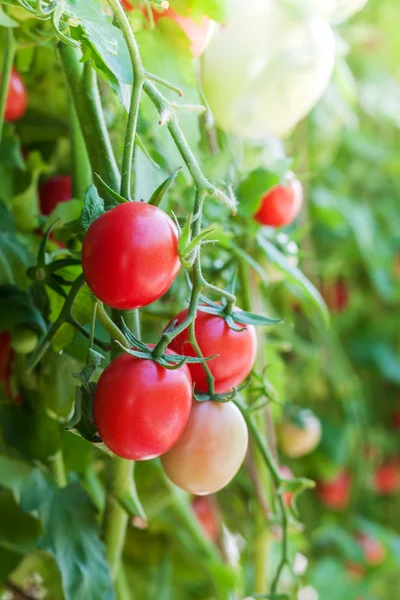 Campo de tomate y sol —  Fotos de Stock