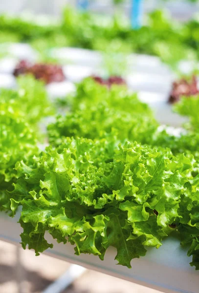 Fresh green lettuce grown in hydroponic systems — Stock Photo, Image