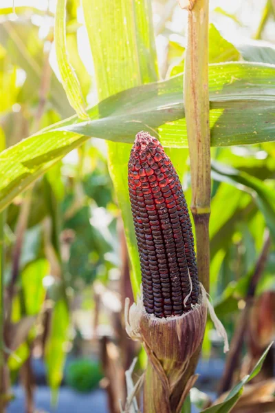 Purple corn on plant and beautiful sunshine — Stock Photo, Image