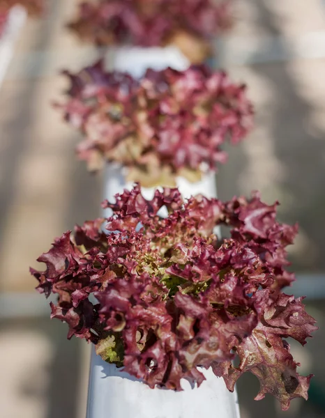 Laitue rouge fraîche cultivée dans des systèmes hydroponiques — Photo