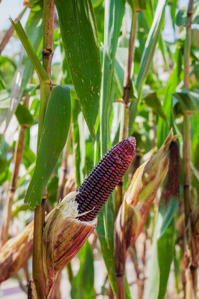 Purple corn on plant close up — Stock Photo, Image