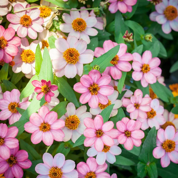 A háttér színes virág — Stock Fotó