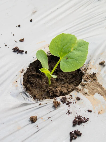 Green seedlings melon sprout sowing on mulching film — Stock Photo, Image