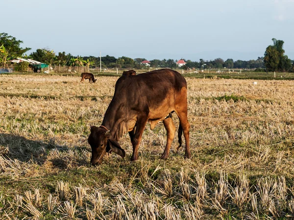 Cow in the farm field — Stock Photo, Image