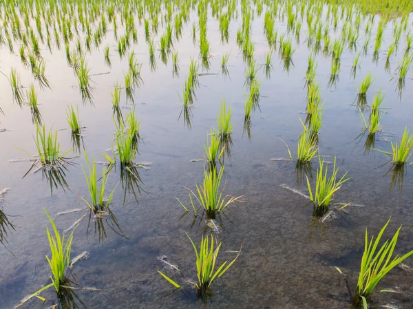 Broto de arroz jovem pronto para crescer no campo de arroz — Fotografia de Stock