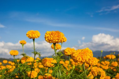 kadife çiçeği ve çiftlik alanı içinde gök.