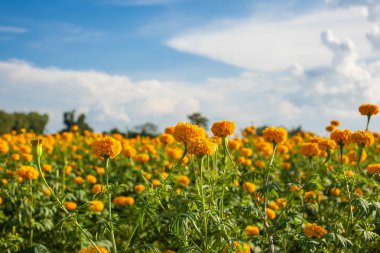 kadife çiçeği ve çiftlik alanı içinde gök.