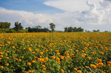 kadife çiçeği ve çiftlik alanı içinde gök.
