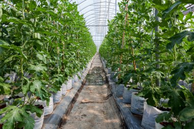 karpuz serada Filed under..