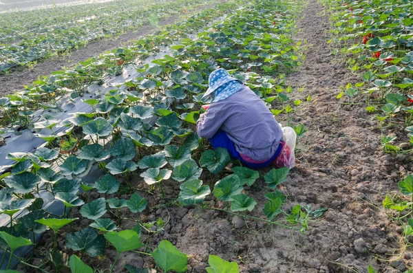 Woman in the fields of pumpkins. — Stock Photo, Image