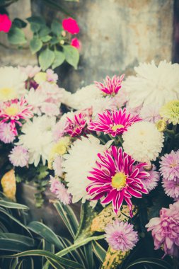 Krizantem vintage için güzel çiçekler