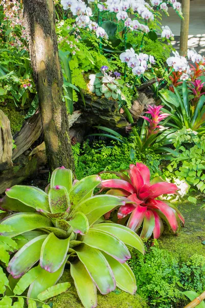 Colorful orchid flower in the garden — Stock Photo, Image